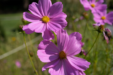 flowers in the garden