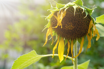 Withered sunflowers with sunlight in tha garden.