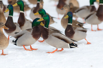 ducks on the snow