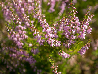 heather on a summer day