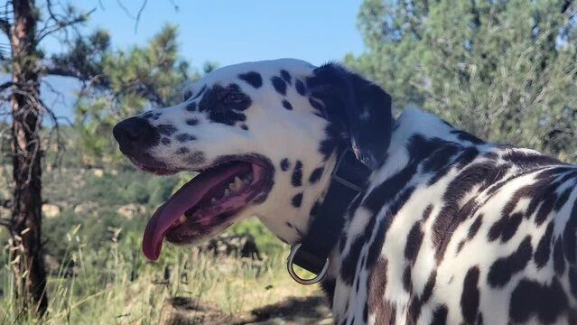 A Close Shot Of A Dalmatian, Firefighter Dog. The Dog Is In Focus And Is Panting After A Hiking On A Trail In The Colorado Mountains And Is Cooling Off.