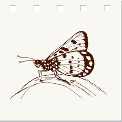 Plakat sketch of the butterfly on white paper background