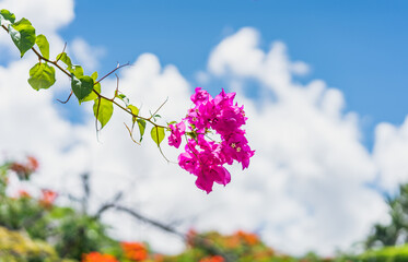ブーゲンビレアと空