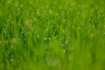 Naklejka premium Organic rice field with beautiful bokeh in the morning