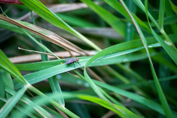 a fly on grass leaf in gaden