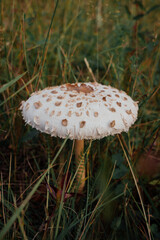 large and beautiful mushrooms