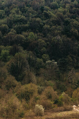 Obraz premium forest