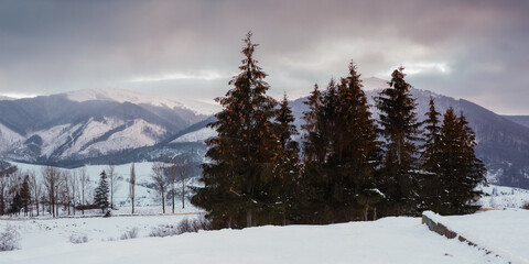 mountainous countryside landscape in winter. beautiful scenery at sunset on a cloudy evening. spruce trees on the snow covered hill. volovets town in the valley