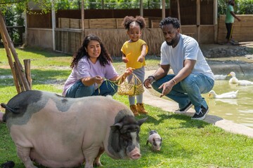 Asian mix black african family fun feeding pig and chicken at an animal farm