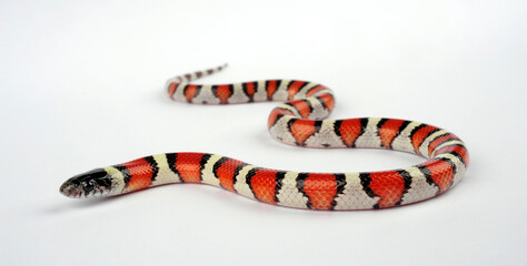 Central Plains Milksnake, Western Milk Snake // Westliche Milchnatter (Lampropeltis gentilis / Lampropeltis triangulum gentilis)