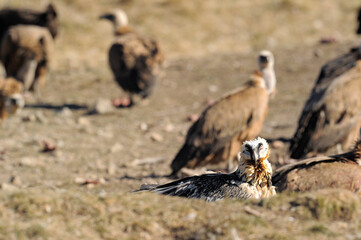 Vultures