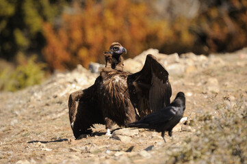 Vultures