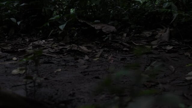 Close-up of feet of two barefoot men running scared on a muddy path through the jungle. Slow motion