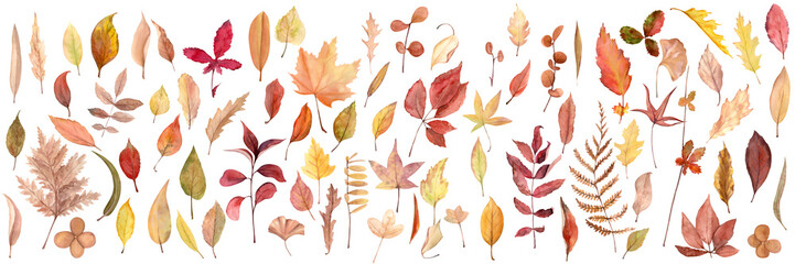 Watercolor hand drawn illustration colorful autumn leaves set