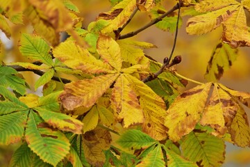 Bunte Kastanienblätter im Herbst
