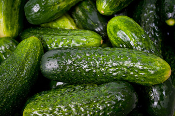 Fresh juicy clean cucumbers lying tightly next to each other. Preparing for conservation and salting.