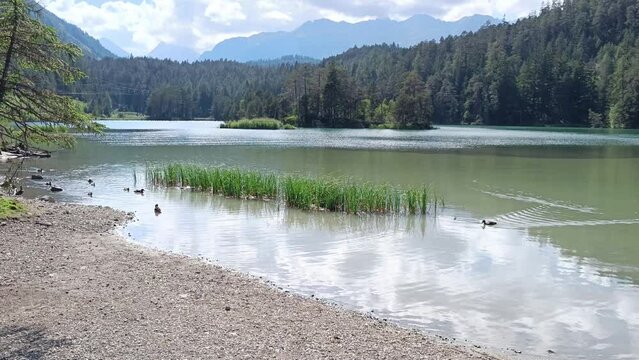 Ducks swimming in Nature in a Lake in the Alps in Austria