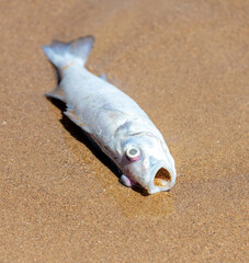 Dead fish on the sandy seashore.