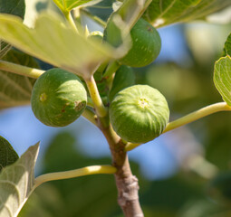 Green fig fruits on the branches of a tree.