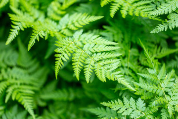 Green leaves on a fern