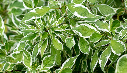 Green leaves on an ornamental plant