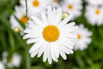 Fototapeta na wymiar White chamomile flowers in nature.