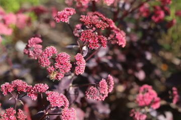 Sedum spectabile. Pink sedum flower in garden. Close up. - obrazy, fototapety, plakaty