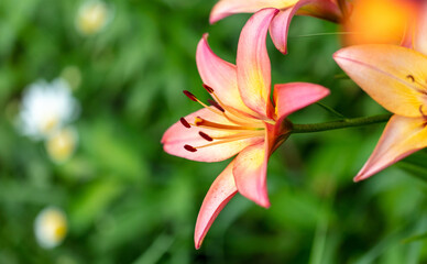 Obraz premium Beautiful lily flower in nature.