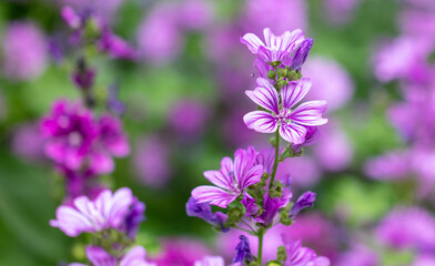 Beautiful purple flowers in the park.