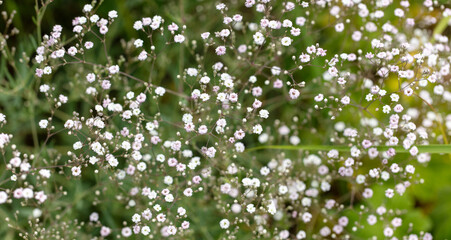 Small white flowers in nature.