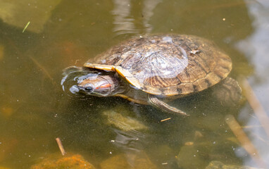 Turtle in a pond in nature.