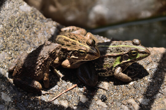 トウキョウダルマガエル」の写真素材 | 85件の無料イラスト画像