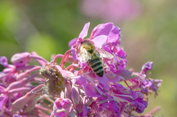 A bee on a pink flower