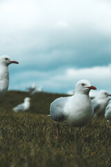 seagull on a rock
