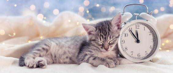 cute gray kitten sleeping next to white alarm clock on front of christmas decoration nativity...