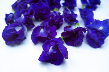 Naklejka premium Asian pigeonwings or Butterfly pea flower or Blue pea or Clitoria ternatea L. Natural blue color. For making Thai Style Butterfly Pea Flower Juice
