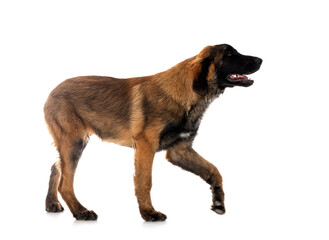 puppy Leonberger in studio
