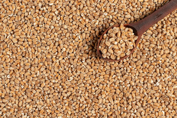 Wheat grain background. Top view.
