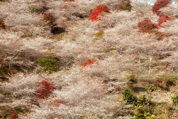 紅葉と川見四季桜