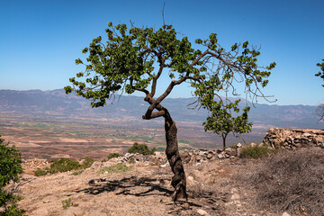 tree in the desert