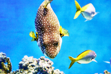 Takifugu, or pufferfish Takifugu is a genus of ray-finned fish of the family of blowfish of the...