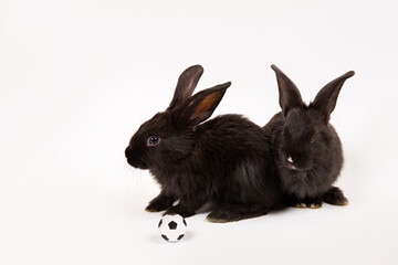 Two black rabbits with soccer balls isolated on a white studio background. Football game. Active hobby. Place for text. Players. Teamwork. Funny animal hare. Sports training. Sporting goods concept