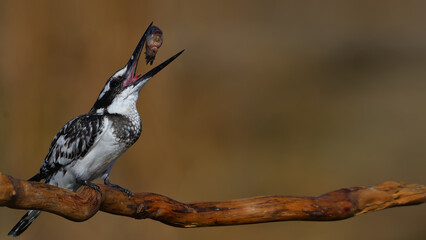 Pied Kingfisher hunting.