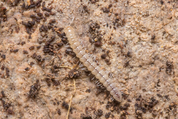 Young greenhouse millipede, Oxidus gracilis, walking on the soil