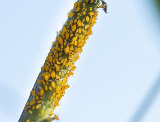 Aphids sit on plants and eat them.