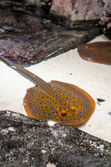 Blue-spotted stingray resting on the sandy floor of an aquarium © Илья Савинков