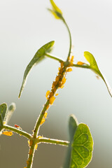 Aphids sit on plants and eat them.