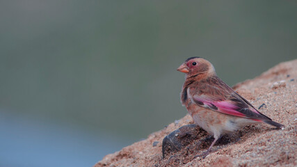 Eurasian Crimson-winged Finch on the little hill.