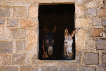 portrait of a donkey