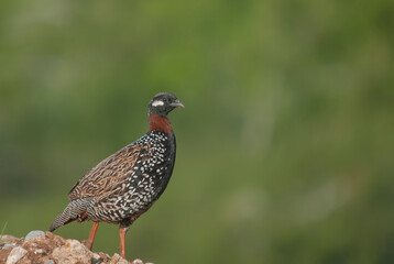 Black Francolin is on the side of the hill.